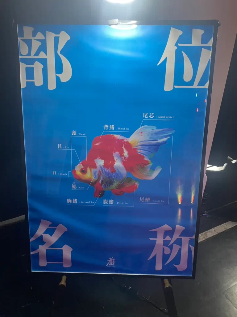 琉球金魚伝説