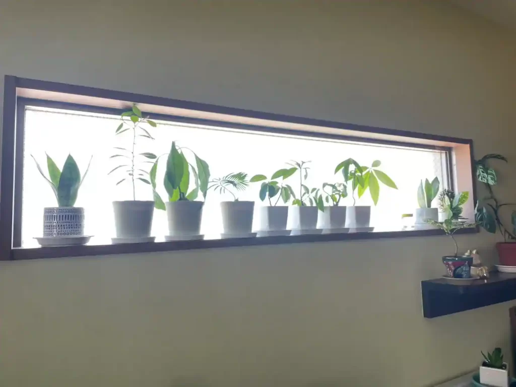 窓辺に設置した観葉植物